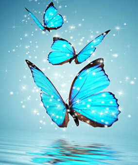 Niebieskie motyle